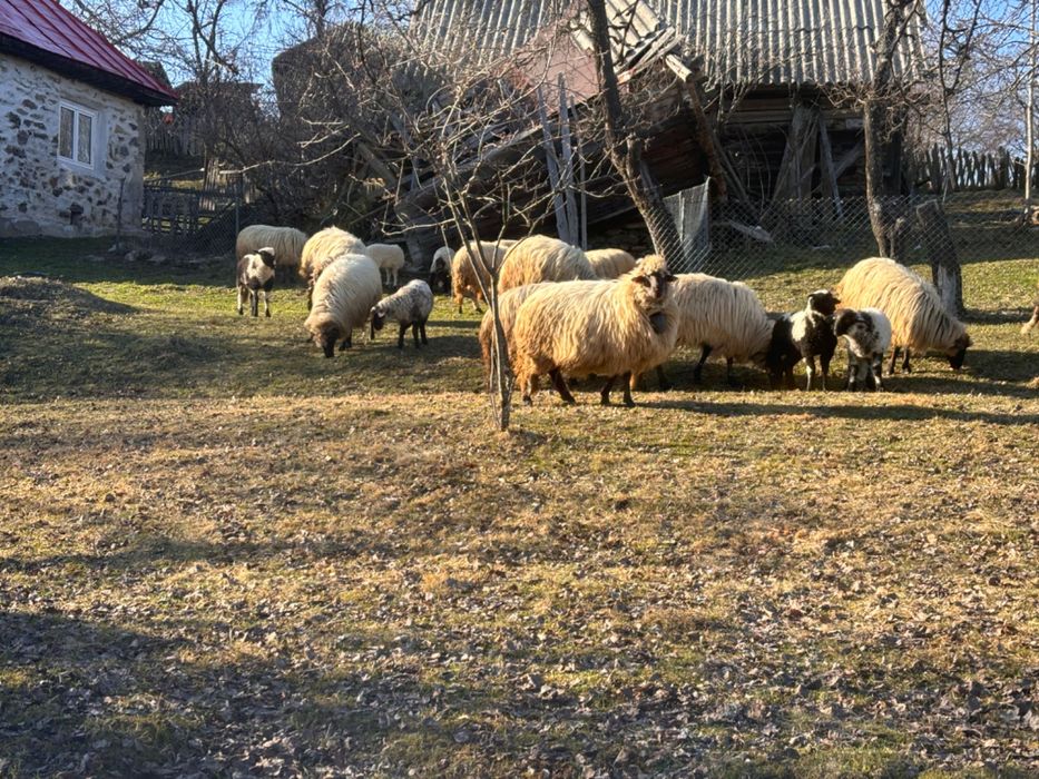Vând oi + miei!!