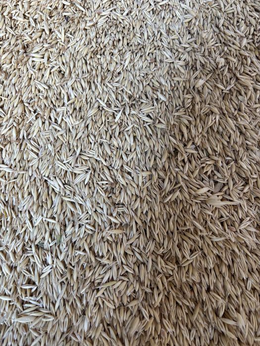 Furaj macinat, ovaz , grau