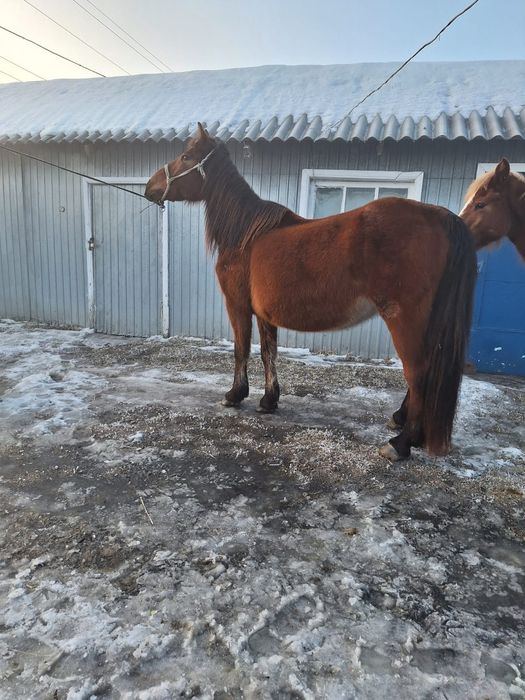 Продам кобылу 5лет