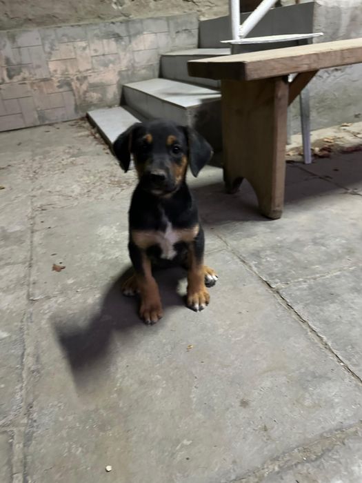 Щенки породистые