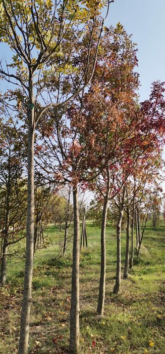 Vand platani - tei - mesteacan - catalpa - artar-stejar