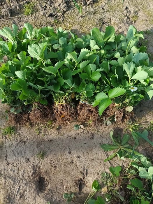 Stoloni clery si joly de capsuni