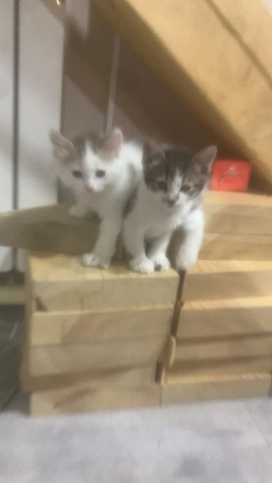 Отдам бесплатно котят