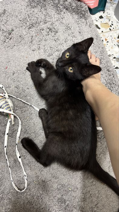 Котенок в добрые руки