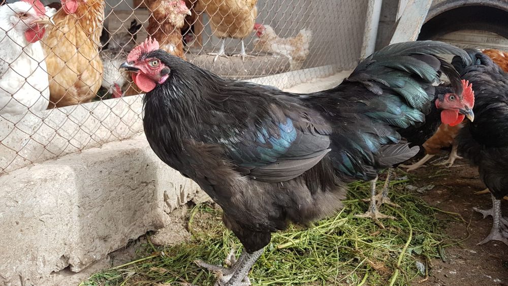 Продам молодых петухов.