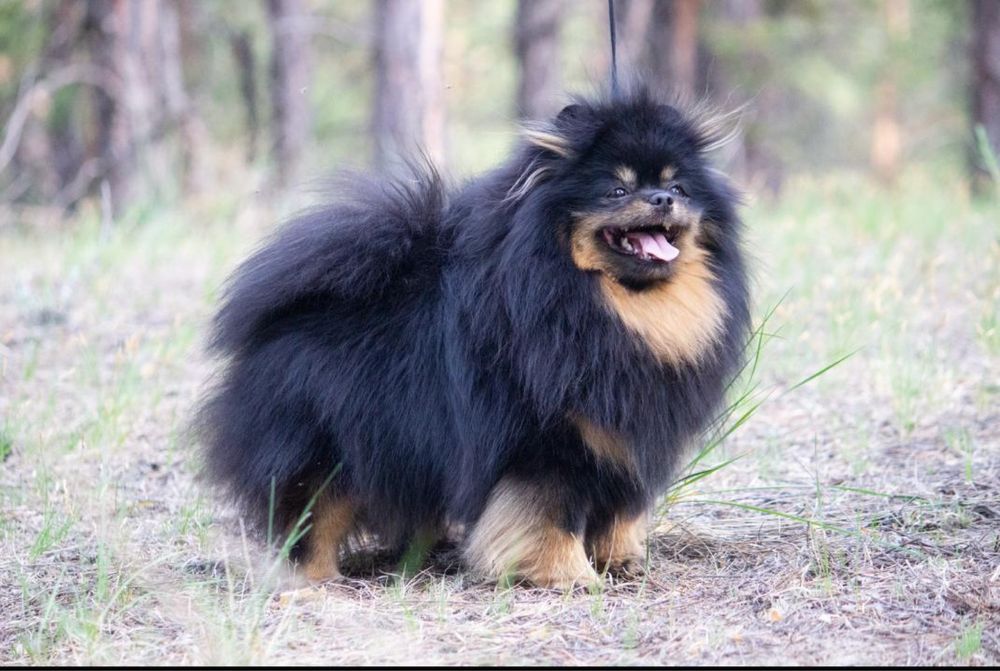 Померанский шпиц