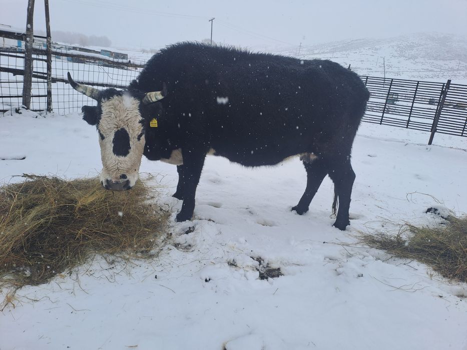 Сиырлар сатылады
