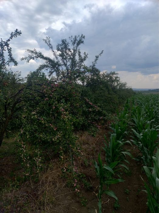Prune de vanzare