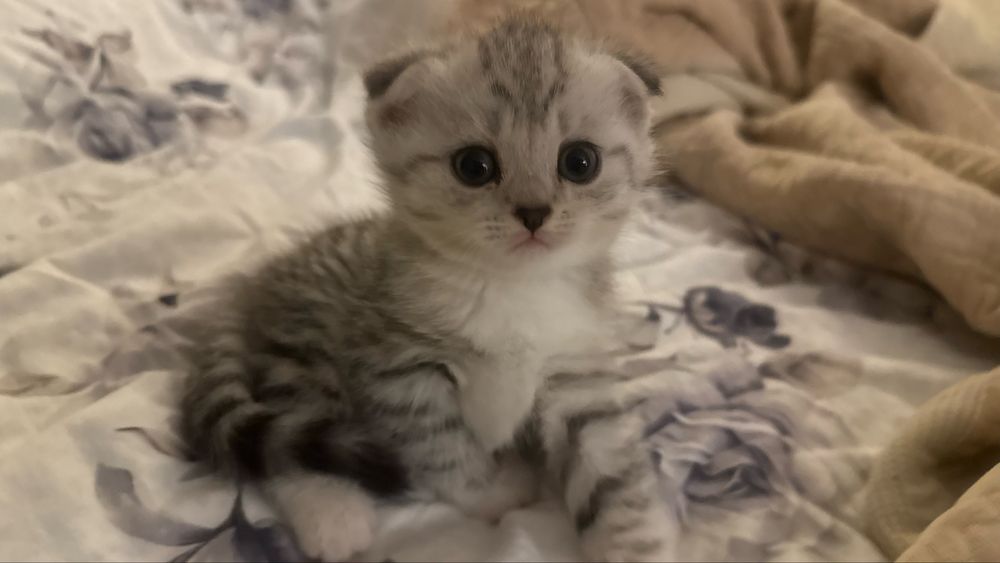 Котенок шотландская вислоухая