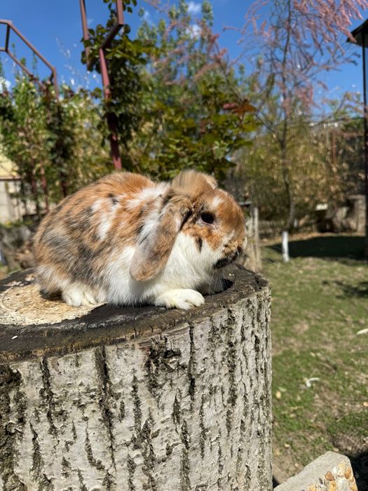 Iepuri berbec pitic Mini Lop – masculi, 1 an
