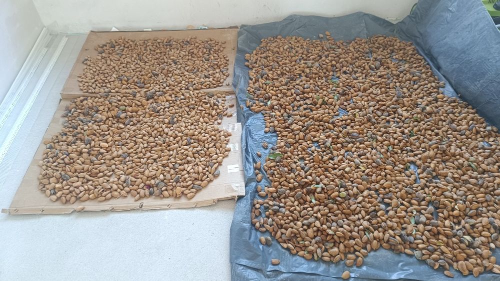 Продавам бадеми ,собствено производство