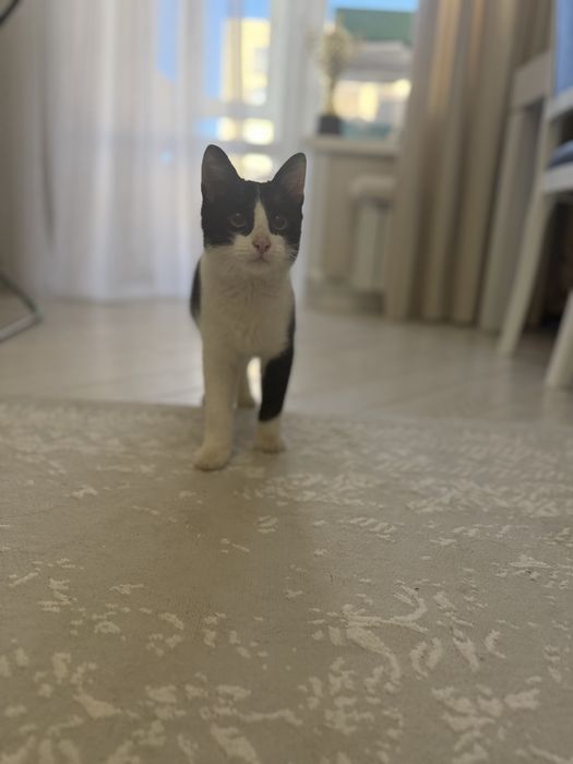 Отдам в добрые руки котенка-мальчика