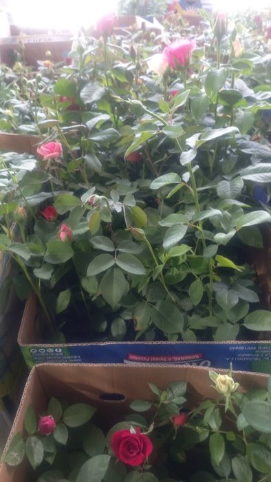 Розы оптом        .