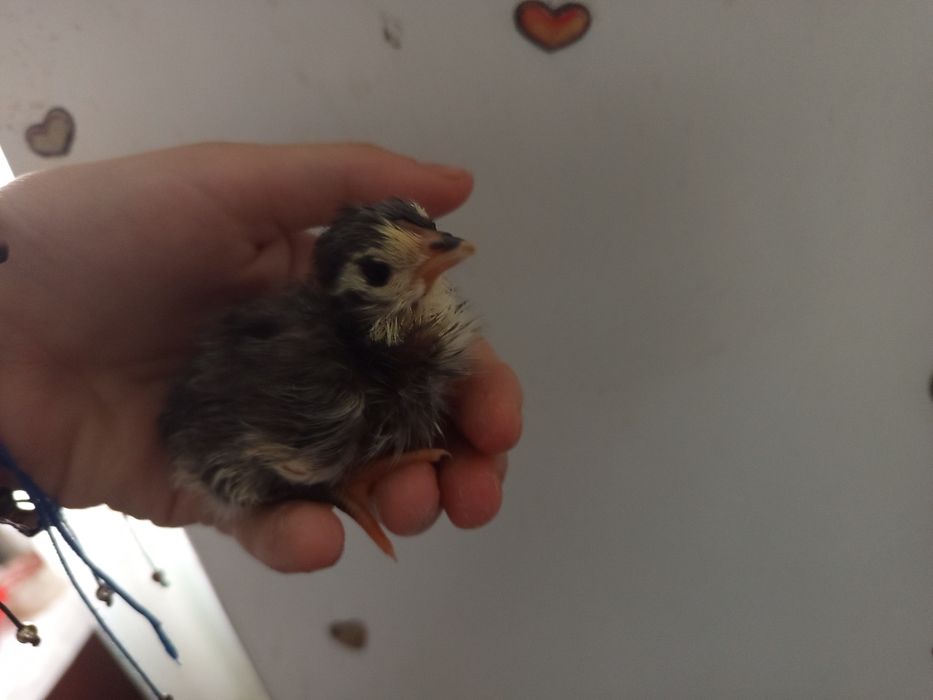 suntem pui australorp
