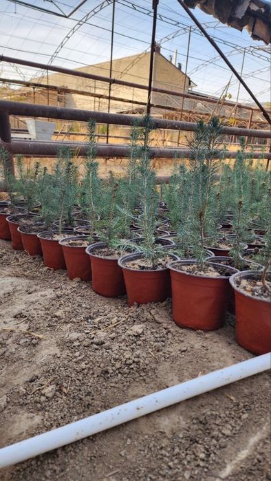 Голубой ель кўчатлари сотилади