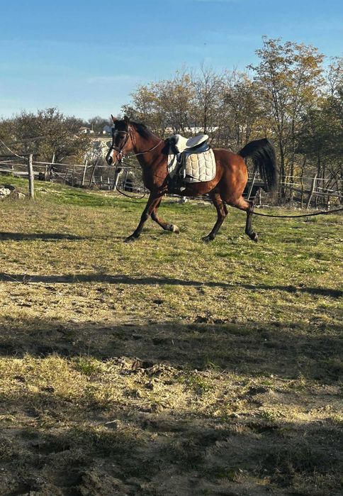 Чистокръвна Арабска кобила