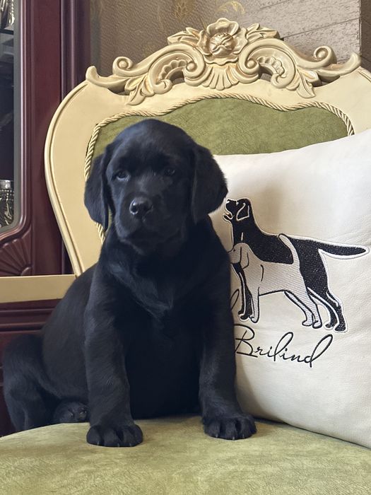 Щенки лабрадора, питомник