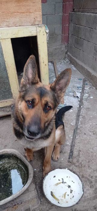 Собака взрослая кобель