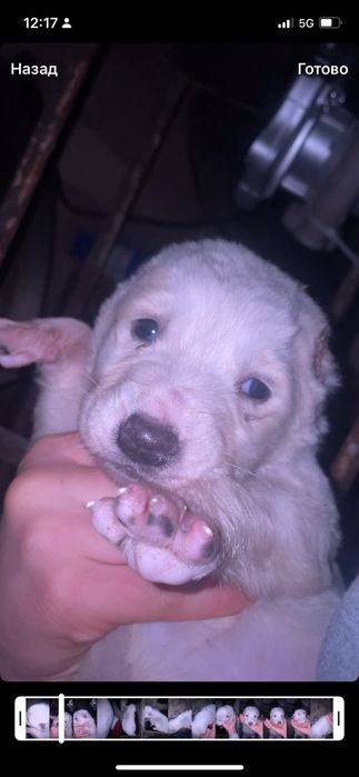 Продаётся алабай