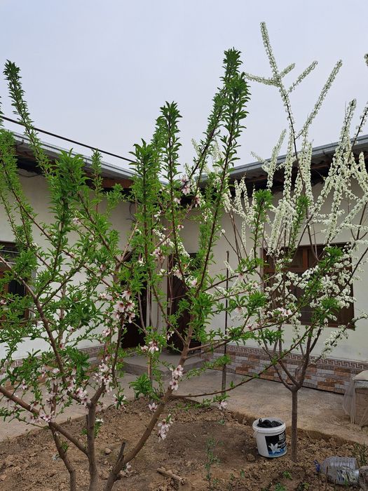 Uy sotiladi To'ytepa Nurafshon shaxar markazida