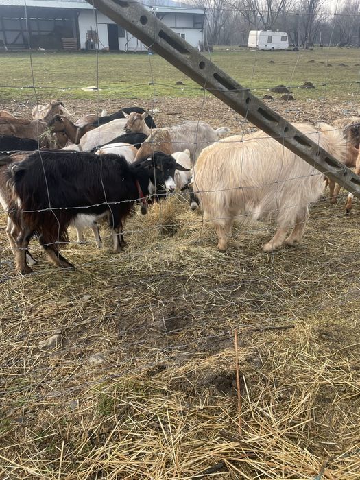 Capre montate cu țap anglonubian pur schimb cu cereale