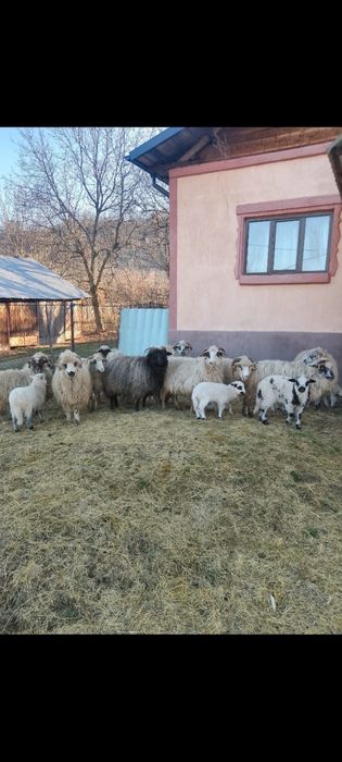 Vand oi cu miei , detali la telfon