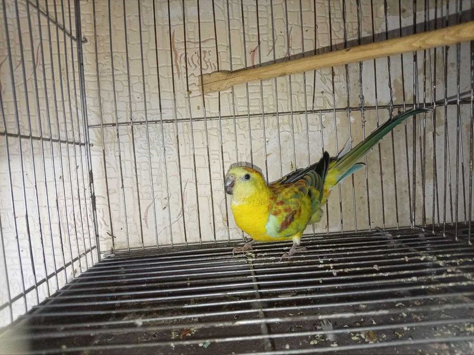 ПЕВЧИЙ. Попугай певчий