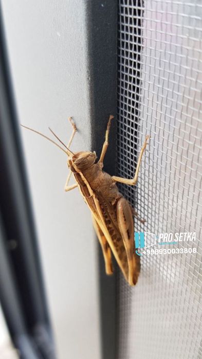 Москитные сетки | маскитная сетка | на заказ на окна | в ТАШКЕНТЕ.