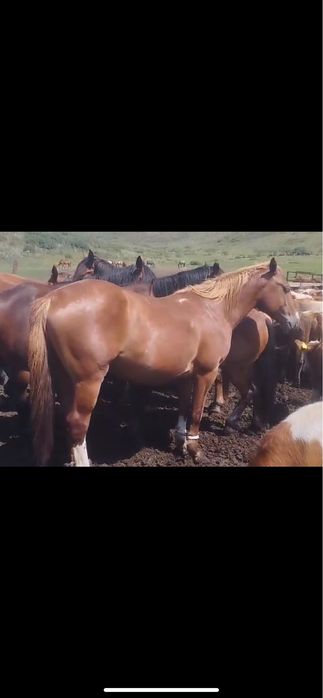 Ассаумағалейкум! Айғыр сатылады