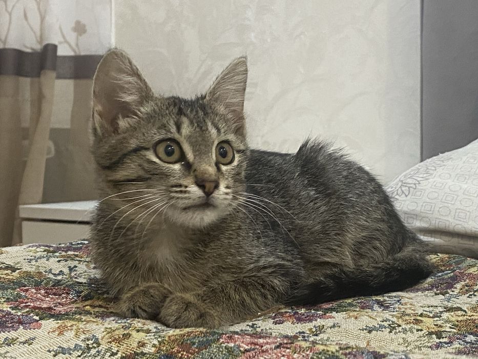 Кошку в добрые руки