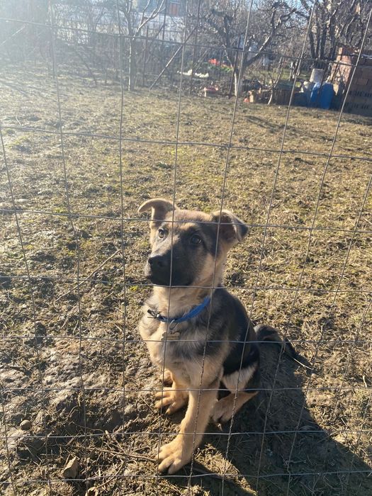 Vand caine ciobanesc german de 4 luni si jumatate