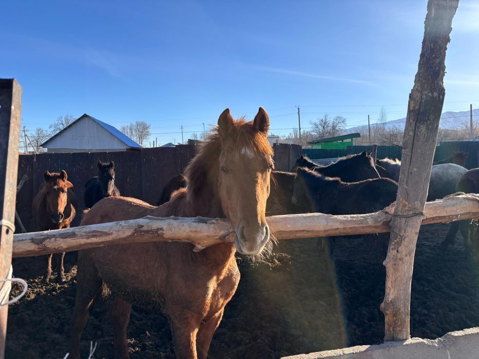 Тайлар сатылады. Семіз.