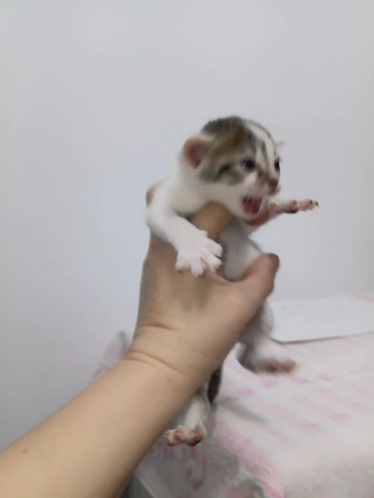 породистые котята
