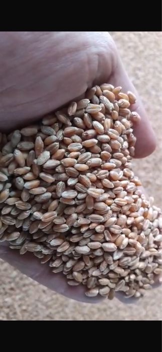 Продам Семена Ячмень Пшеница Лен