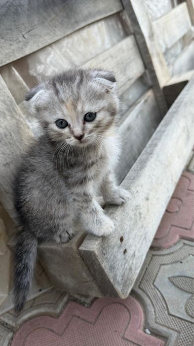 Отдам котят в хорошие руки!