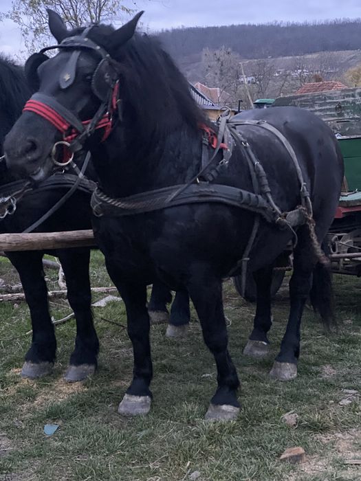 Ham hamuri pereche de hamiri de satumare