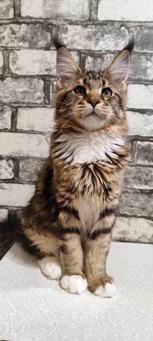 Main Coon pui cu acte