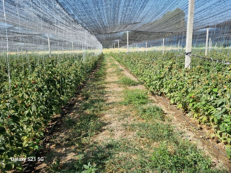 delniva remontant malina kochatlari