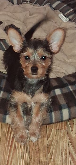 Продавам кученца