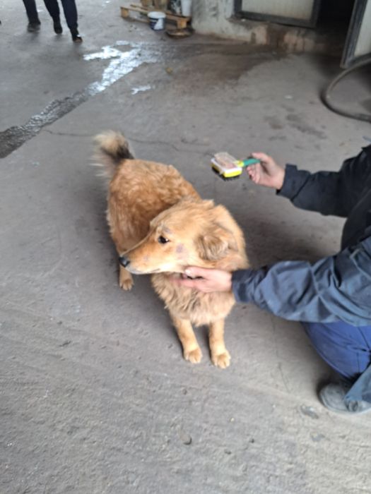 Donez câine rasă autohtona  ,se asigură transport la domiciliu  gratis