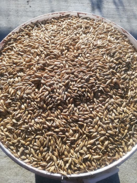 orzoaică de primăvară de vânzare