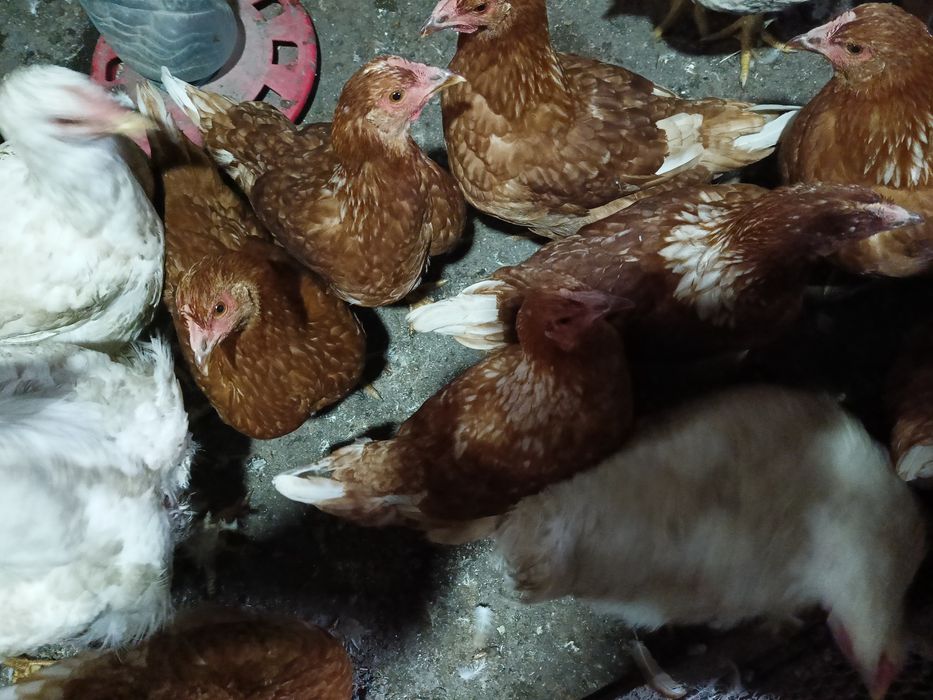 Продам молодых курочек