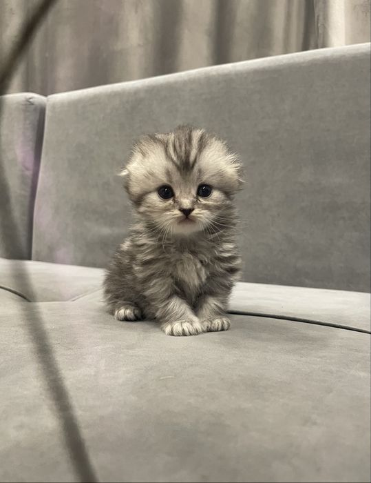 Котята шиншилята