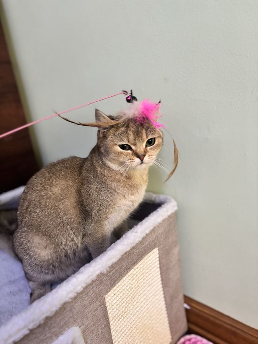 Золотая шиншилла тозза зотли девочка 6 месяцев