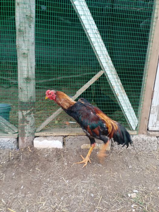 Turk zotli dakan xoroz