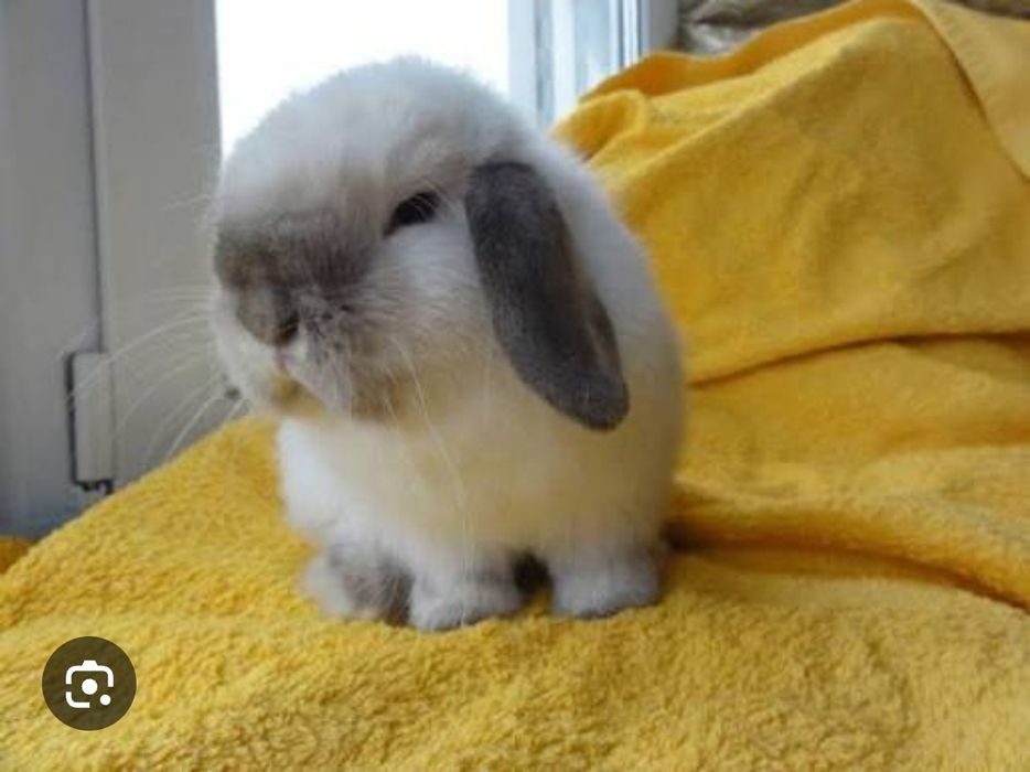 Минилоп зайка мальчик