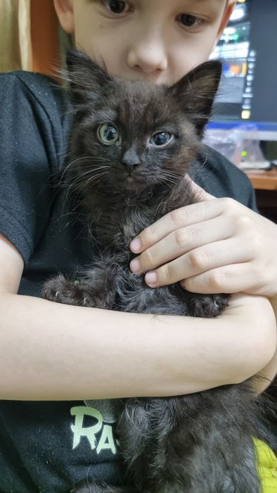 Отдам котят в добрые руки