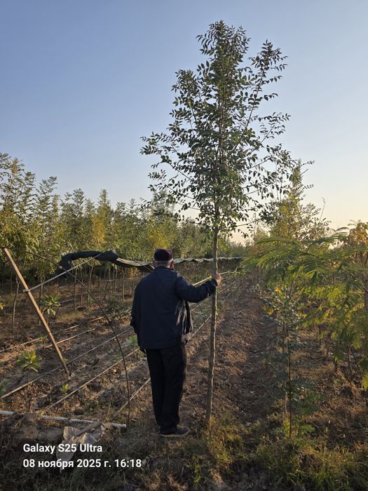 Ясин дарахт тошкентга даставка бор