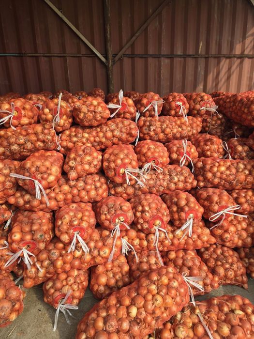 Jizzax piyozi sotiladi yahshi saqlangan