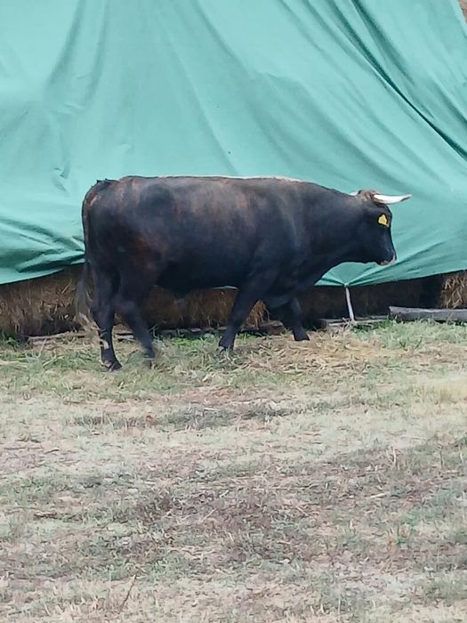 Vând tăurași și taur